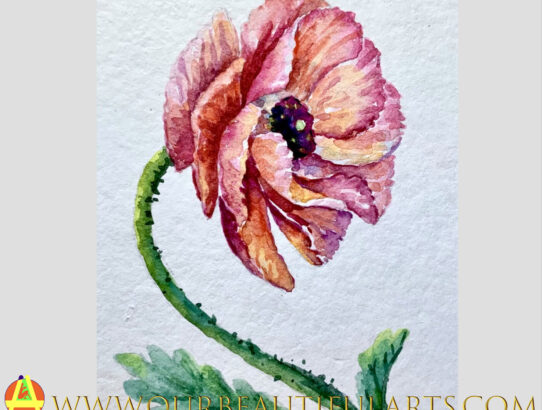 Watercolor-A Poppy