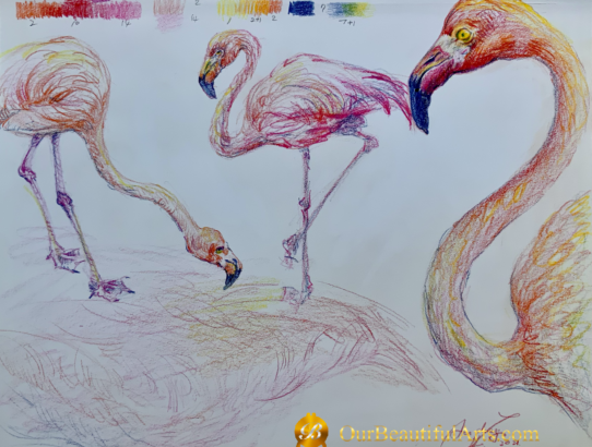 Sketch-Flamingos