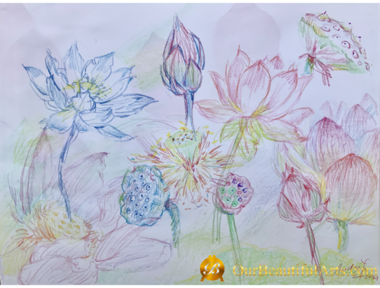 Sketch - lotus
